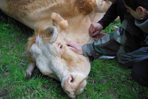 en-2010-2011-des-vaches-affamees-sans-abri-sont-prises-en-charge-par-le-refuge-animalier-puis-des-bovins-a-l-agonie-sont-retrouves-par-l-arche-de-noe-les-demarches-avaient-ete-menees-pour-les-euthanasier-1452282870.jpg